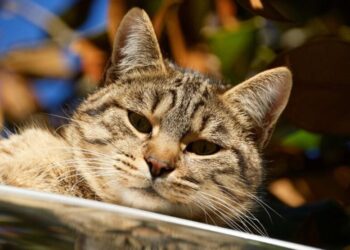 Украинцам назвали точную дату прихода морозов: синоптик рассказала о погоде