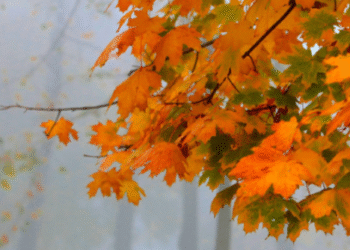 Наближається дощовий циклон: Київ на декілька днів заллє дощами