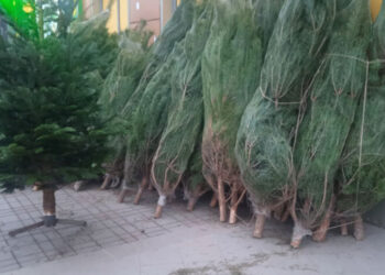 Как довезти елку на метро: когда придется доплатить