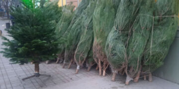 Как довезти елку на метро: когда придется доплатить