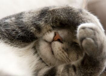 Зима покажет характер: Украину накроют снегопады и гололедица