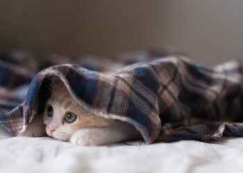 Снег, дожди и мороз: украинцев предупредили о погодной “ловушке”