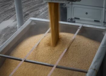 Драйверы экспорта АПК: какие агрокультуры продаются лучше всего