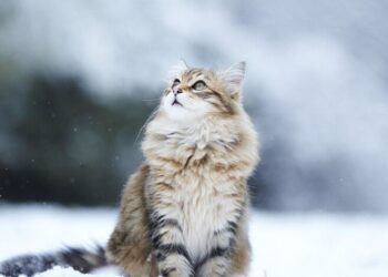 Снег, туман и гололед: синоптики предупредили об опасной погоде