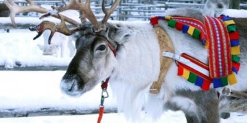 Волки массово атакуют оленей в Финляндии: пастухи обвиняют Россию