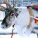 Волки массово атакуют оленей в Финляндии: пастухи обвиняют Россию