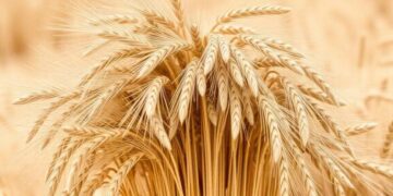 Пшеничное ралли: почему украинское зерно дорожает вопреки мировым трендам