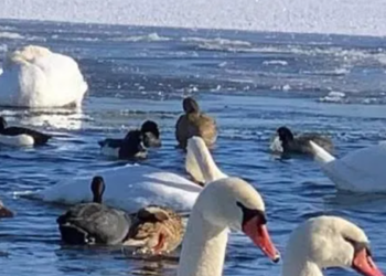 Пташиний переполох і шок у перехожих: у Києві зібрались сотні лебедів і качок, – ФОТО