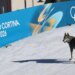 Собака вибіг на трасу під час жіночого командного спринту на Олімпіаді‑2026