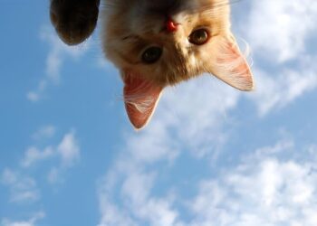 Готовьте пуховики и зонты: на Украину надвигается погодный коктейль со снегом и штормом