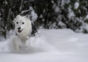 Зима вернется дважды: названы даты новых температурных провалов после потепления