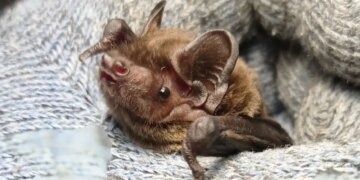 Под балконом квартиры в Харькове обнаружили большую колонию летучих мышей. ВИДЕО