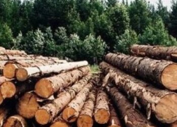 Чиновники лесного хозяйства планировали срубить здоровые сосны — подозрение от ГБР