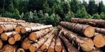 Чиновники лесного хозяйства планировали срубить здоровые сосны — подозрение от ГБР