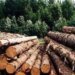 Чиновники лесного хозяйства планировали срубить здоровые сосны — подозрение от ГБР