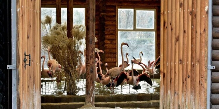 Фламінго повернулися на крейдяне озеро в київському зоопарку