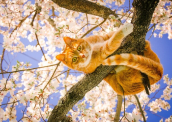 Весна с подвохом: погода готовит украинцам новые испытания