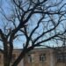 Свідок трьох століть: у Києві старовинний дуб став пам’яткою природи