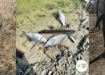 Екоінспектори б’ють на сполох: на Київщині зафіксували масштабну загибель риби
