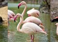 Рожеве повернення: фламінго знову оселилися на озері у КиївЗоо