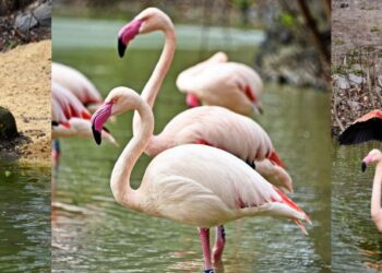 Рожеве повернення: фламінго знову оселилися на озері у КиївЗоо