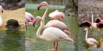 Рожеве повернення: фламінго знову оселилися на озері у КиївЗоо