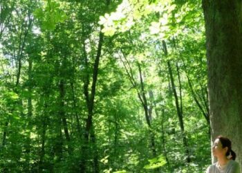 Кліщі у столичних парках: що потрібно знати киянам під час прогулянок