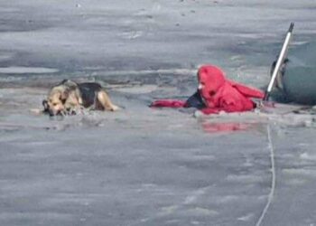Драматична операція на Київщині: ДСНС врятувала собаку з крижаної пастки, – ФОТО