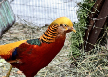 “Дерев’яні піраміди”: в зоопарку Києва з’явились незвичайні домівки для птахів, – ФОТО