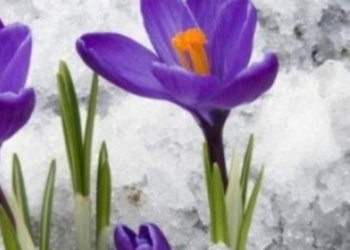 Перевірки і великі штрафи: у Києві “забороняють” купувати квіти, – ФОТО