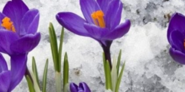 Перевірки і великі штрафи: у Києві “забороняють” купувати квіти, – ФОТО