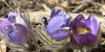 Під загрозою зникнення: на Київщині помітили рідкісну рослину, – ФОТО