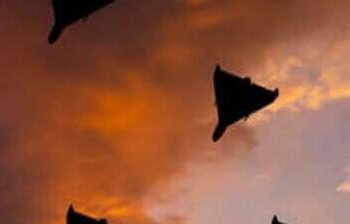 Київ під атакою: падіння БпЛА обернулося ДТП і вогнем