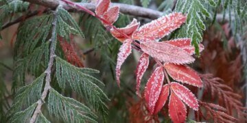 Синоптики попередили про небезпечні заморозки у Києві та області 21-22 квітня