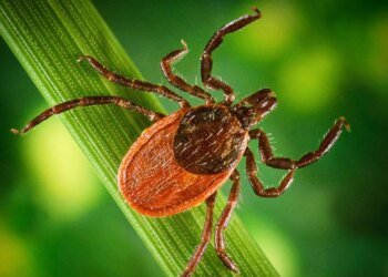 У Києві починається пік активності кліщів – вже зафіксовано 12 випадків хвороби Лайма