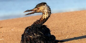 «Кусочки дрончика» в черной жиже: война пришла на пляжи Краснодарского края. ВИДЕО