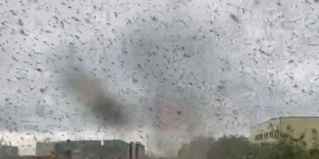 Жужжащий апокалипсис: небо над Тузловскими лиманами почернело от насекомых