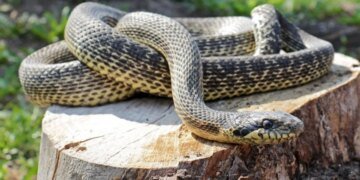 Гадючий этикет: как действовать при встрече со змеей на отдыхе