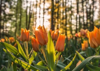 От ночных заморозков до резкого потепления: к чему готовиться украинцам в начале недели