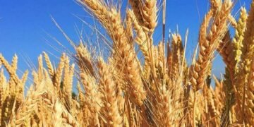 Скандал у Чорнобильській зоні: на Київщині незаконно засіяли сотні гектарів