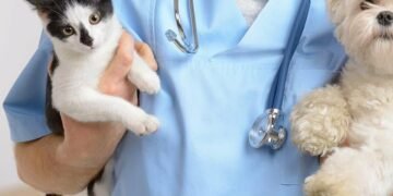 Піклування вигідно: у Києві вдвічі дешевше стерилізують домашніх улюбленців