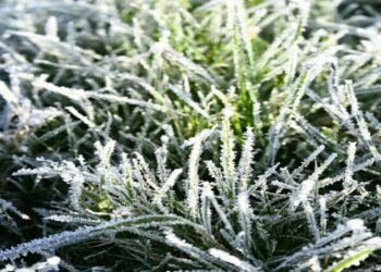 Заморозки повертаються: Київщину накриє різке похолодання