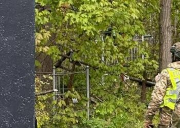 Прихована загроза на дереві: в Києві помітили невідомий об’єкт, – ФОТО