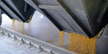 Тысячи тонн зерна “всплыли” в Иране и Египте: НАБУ выкрыло масштабную коррупционную схему