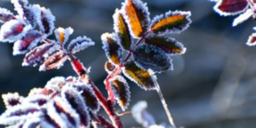 Синоптична аномалія: в Києві знову знизиться температура