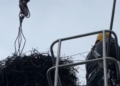 Безпека лелек під загрозою: що сталось на Київщині – ВІДЕО