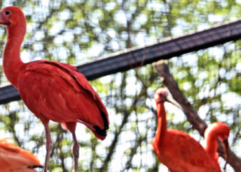 Усі кольори веселки: в Київзоо показали найгарніших птахів, – ФОТО