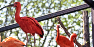 Усі кольори веселки: в Київзоо показали найгарніших птахів, – ФОТО