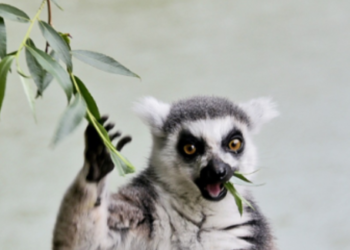 Порятунок від обстрілів: у зоопарк Києва привезли екзотичну тварину, – ФОТО