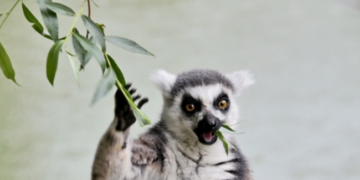 Порятунок від обстрілів: у зоопарк Києва привезли екзотичну тварину, – ФОТО